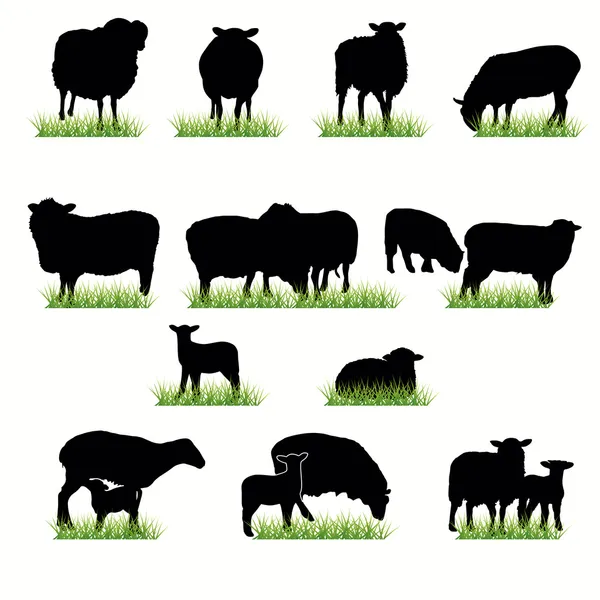 Set di sagome di pecore — Vettoriale Stock