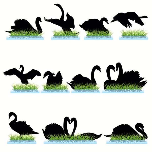 Conjunto de 12 siluetas de cisnes — Archivo Imágenes Vectoriales