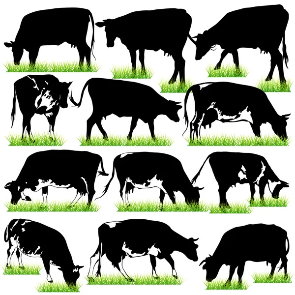 12 Conjunto de silhuetas de vacas detalhadas — Vetor de Stock
