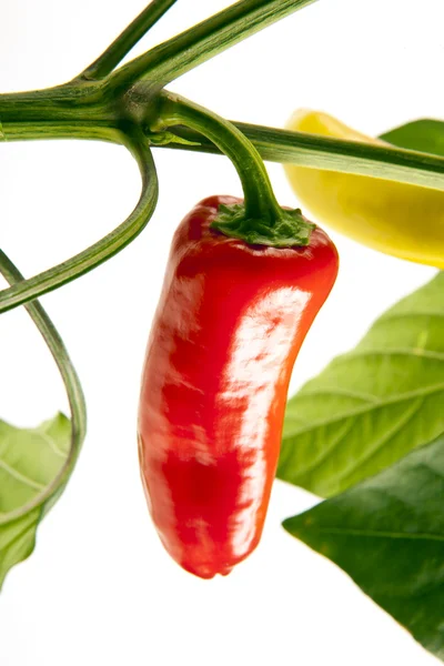 stock image Hot chillies