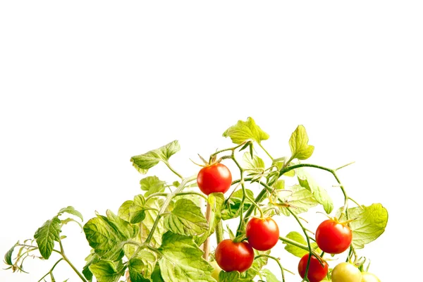 新鲜的西红柿 免版税图库照片