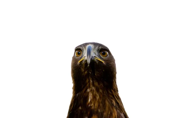 Águila — Foto de Stock