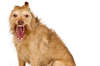 Aggressive dog clipart