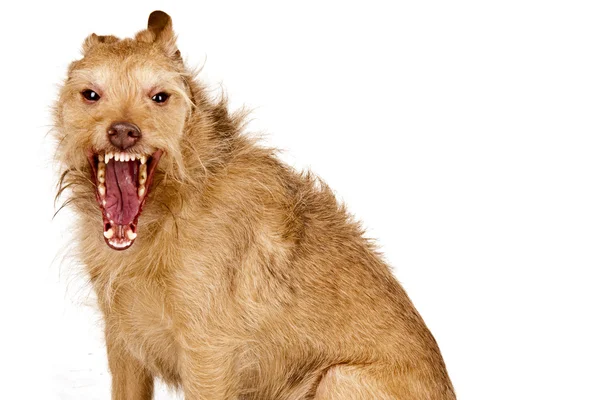 Aggressive dog — Stock Photo, Image