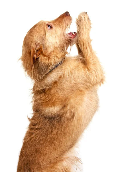 Roztomilý pes Stock Fotografie