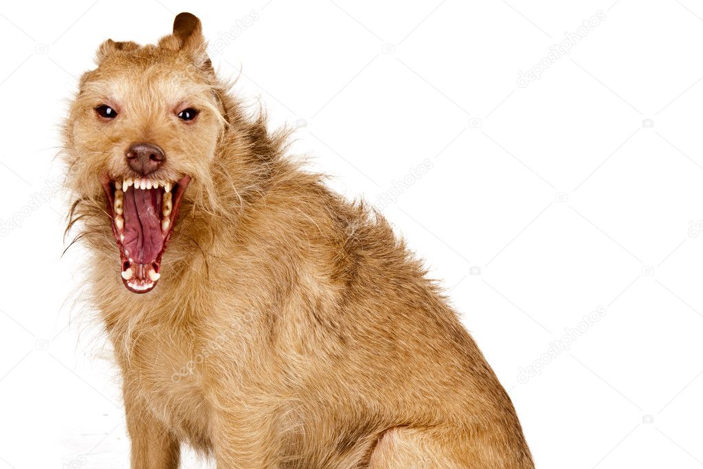 Aggressive dog