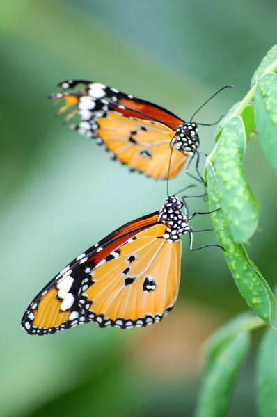 stock image Butterflies