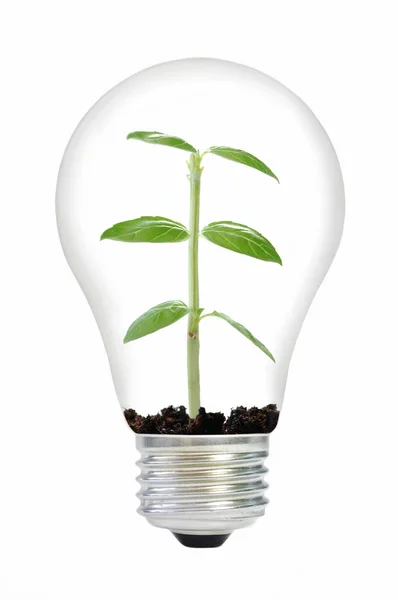 Planta em uma lâmpada — Fotografia de Stock