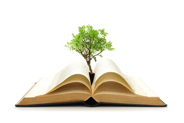 木の本からの成長 — ストック写真
