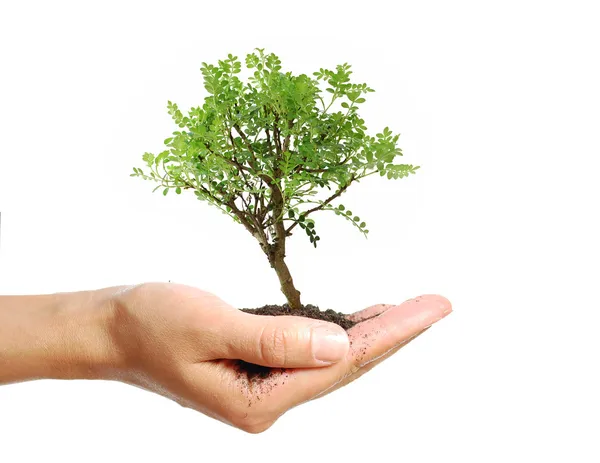 Árbol en una mano — Foto de Stock