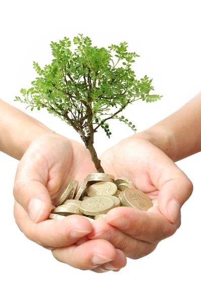 Money tree growth — Stock Photo, Image
