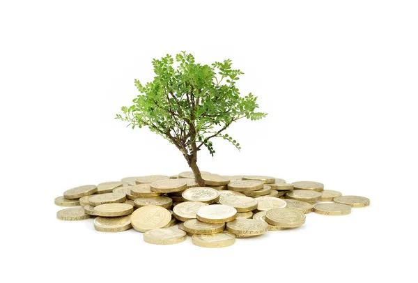 Baum wächst aus Geld — Stockfoto