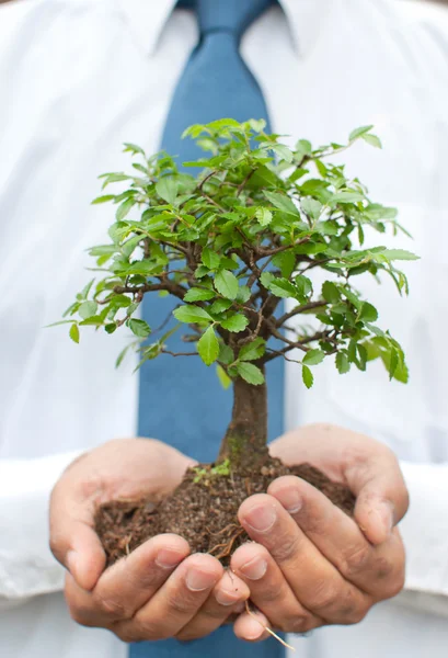 stock image Tree in hands of businessman
