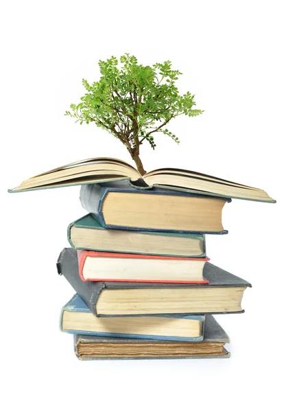 Kitaptan büyüyen ağacı — Stok fotoğraf