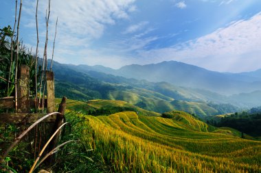 Rice terrace with blue sky clipart