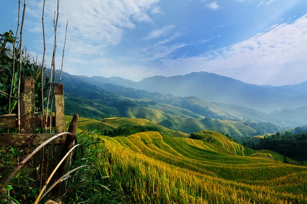 Terraza de arroz con cielo azul Fotos de stock libres de derechos