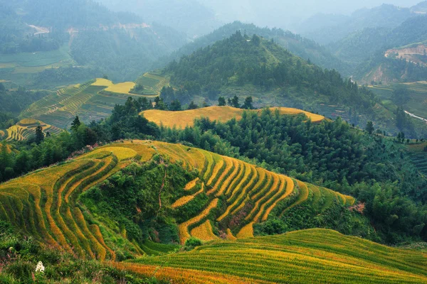 Rijst terras in guangxi, china Stockafbeelding