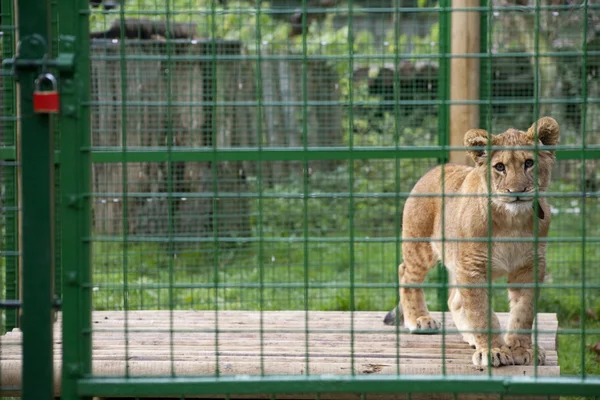 stock image Lion Cub in Zoo