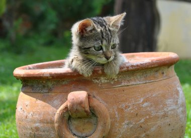 çocuğa kedi içinde çini