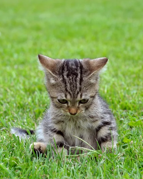 Cat in the grass — Stock Photo, Image