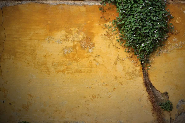 Gelbe Wand gealtert — Stockfoto