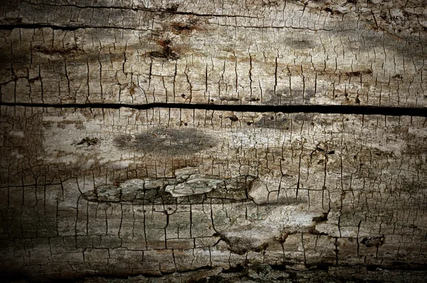 나무 배경 — 스톡 사진