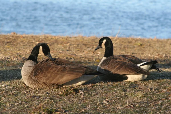 Canadian Geese — Stock Photo, Image
