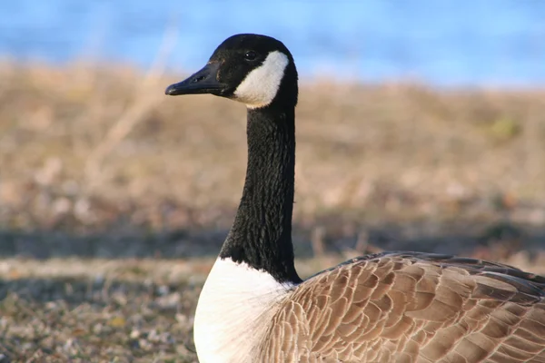 Canadian goose — Stockfoto