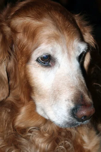 Starszy złoty pies myśliwski — Zdjęcie stockowe