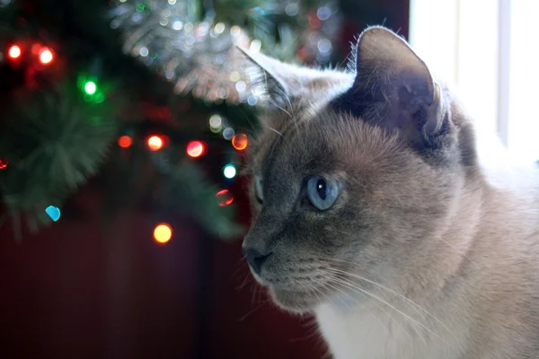 Χριστούγεννα γάτα — Φωτογραφία Αρχείου