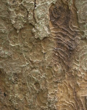 Bark of Sycamore Maple clipart