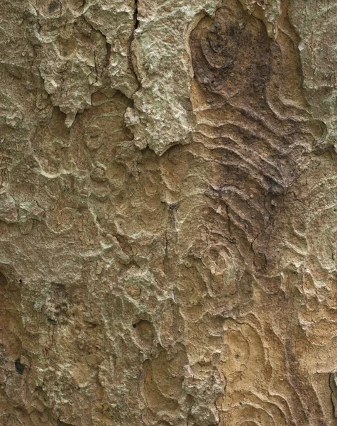 Φλοιό του σφενδάμνου Φίκος — Φωτογραφία Αρχείου