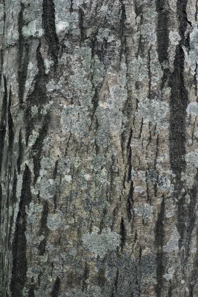 鹅耳枥与地衣的树皮 — Φωτογραφία Αρχείου