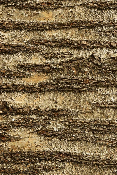 Kiraz ağaç kabuğu — Stok fotoğraf