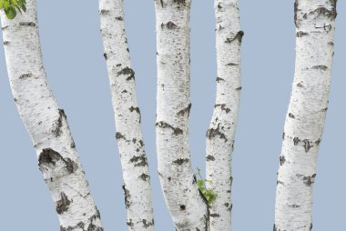 Birch trunks (isolated) clipart