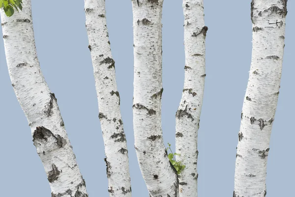 stock image Birch trunks (isolated)