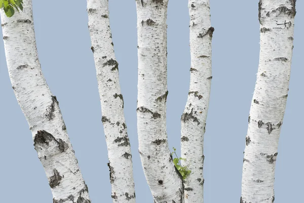 자작나무 줄기 (절연) — 스톡 사진