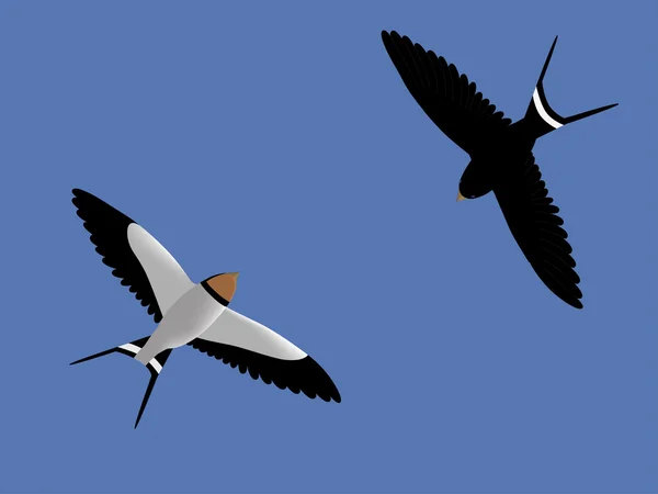 Vliegende zwaluwen — Stockvector