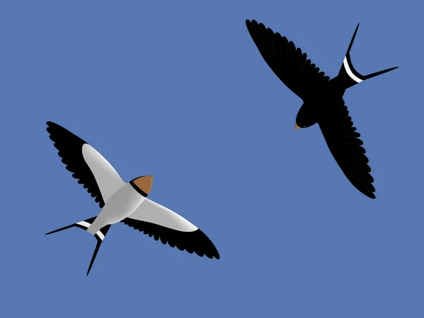 Stock vector Flying swallows