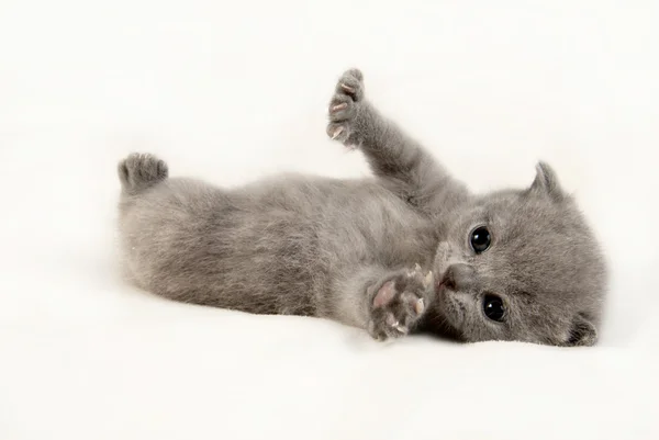 小猫咪 免版税图库图片