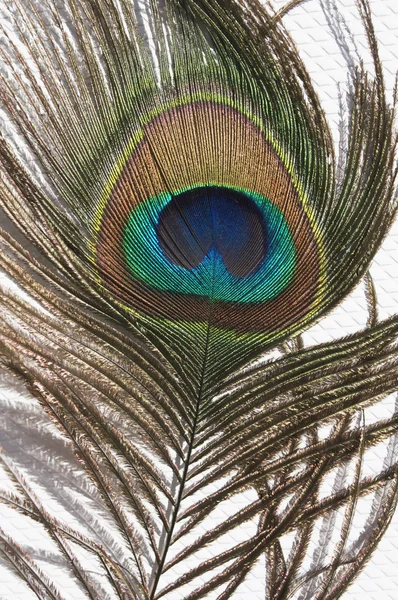 Una pluma de pavo real de cerca — Foto de Stock