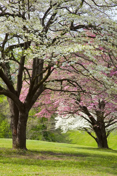 stock image Beautiful Spring Colors