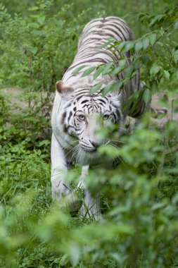 Prowling White Tiger clipart