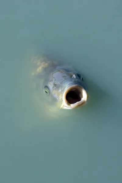 Peixe faminto — Fotografia de Stock