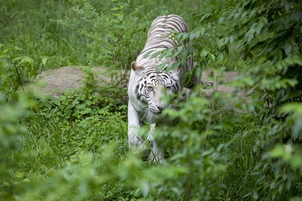 stock image Prowling White Tiger