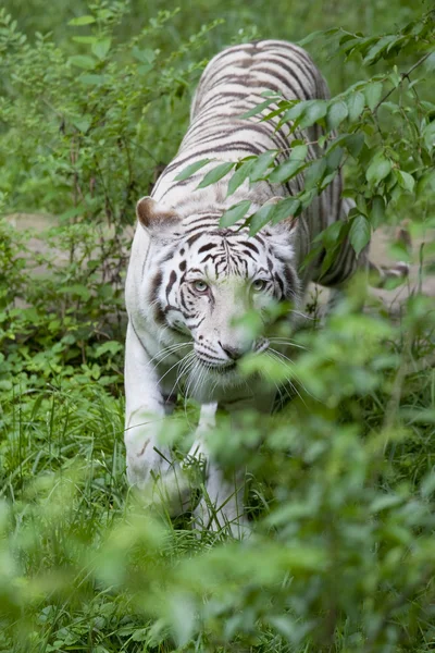 Prowling Tigre Branco — Fotografia de Stock