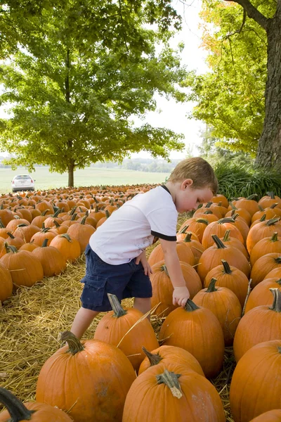Young Boy & Pumpkins — Stock Photo, Image