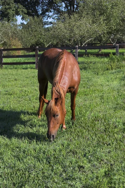 Um cavalo em pastagem — Fotografia de Stock