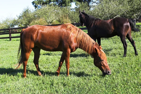 stock image Two Horses in pasture