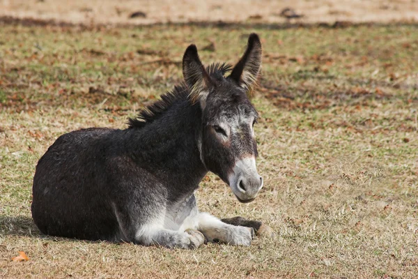 stock image A young donkey